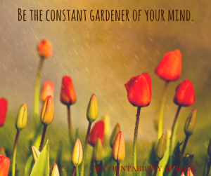 Be the constant gardener of your mind. (1)